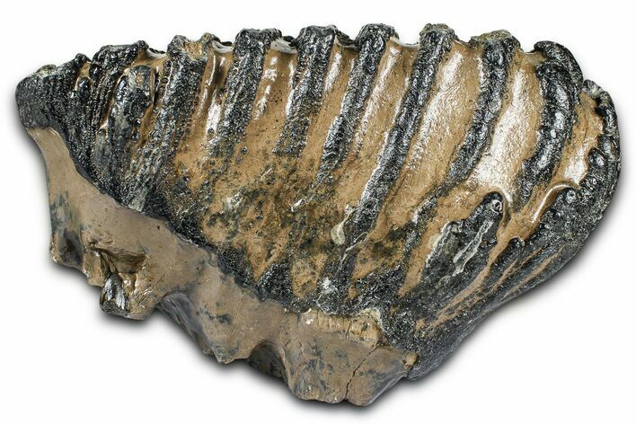 Southern Mammoth Lower M Molar - Hungary #370375